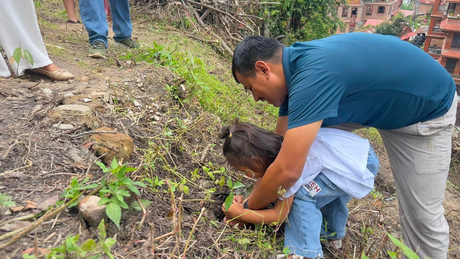 Tree Plantation