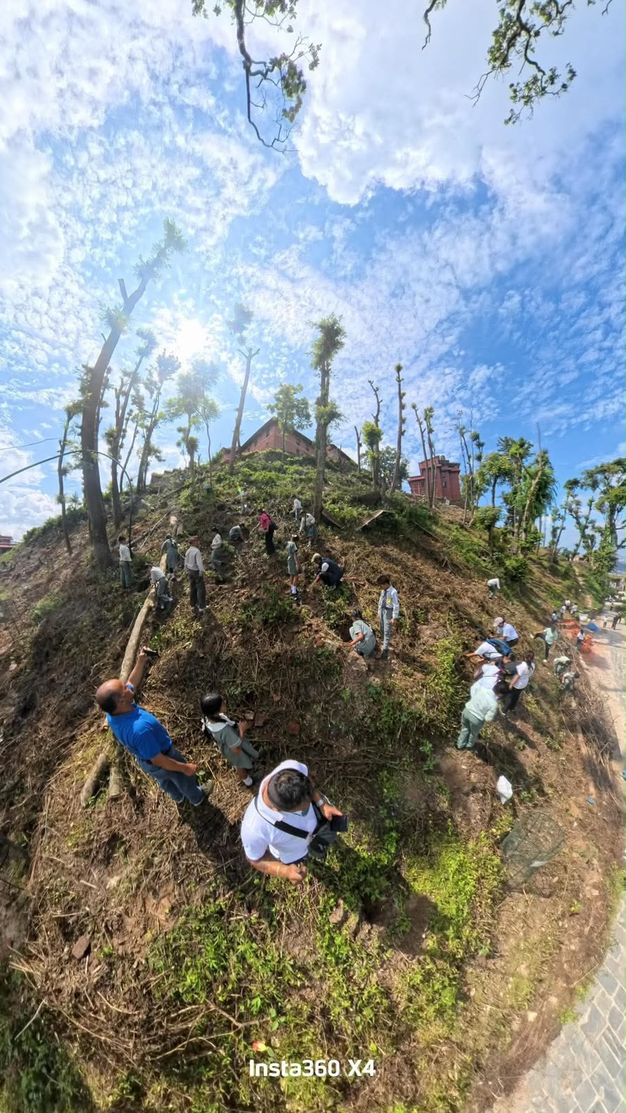 Tree Plantation