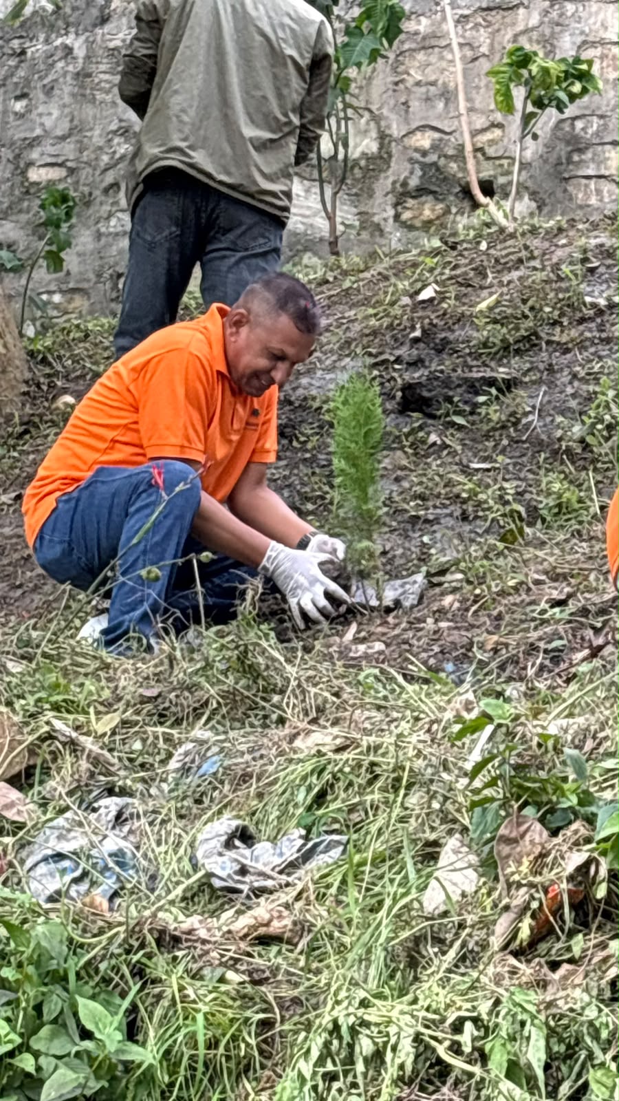 Tree Plantation