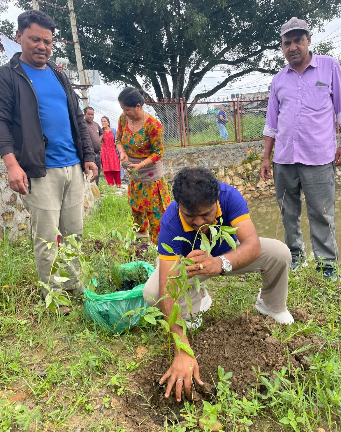 Tree Plantation