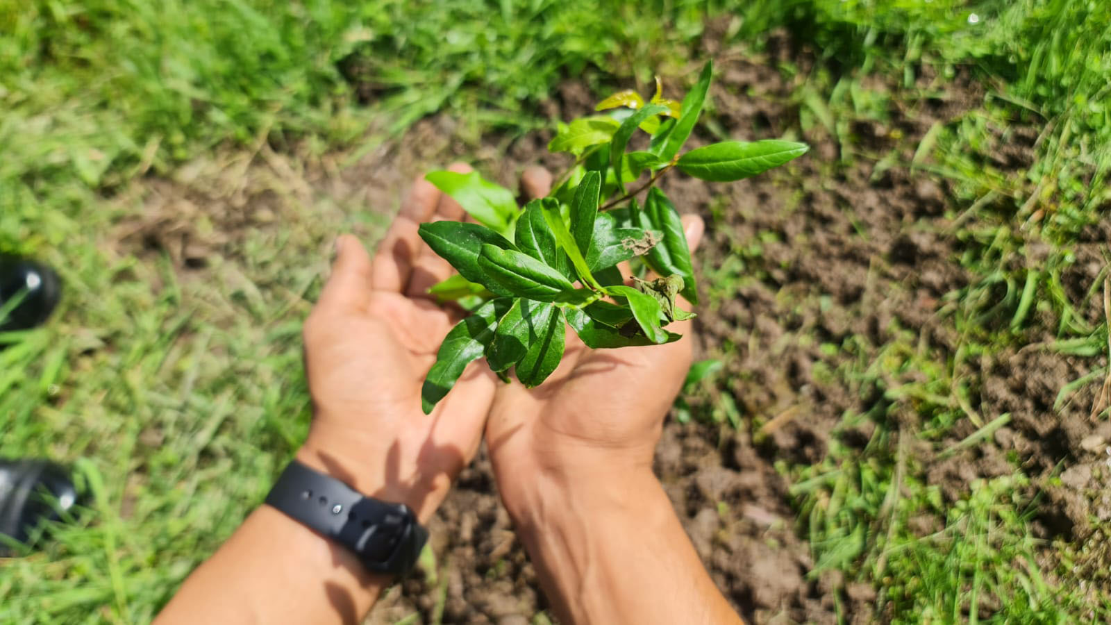 Fruits Tree Plantation