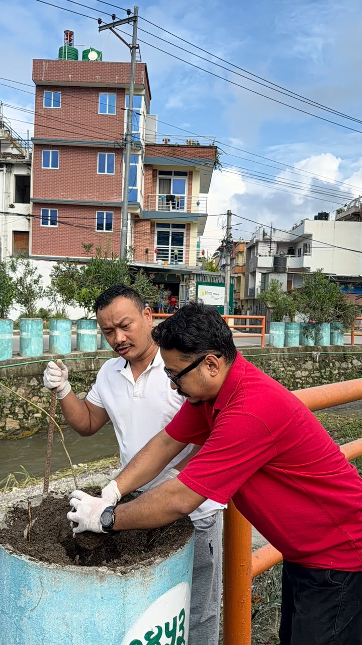 250 Tree Plantation